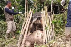 Harimau Sumatera yang...