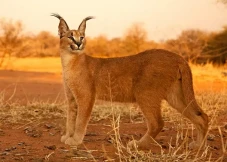 Kenapa Kucing Caracal...