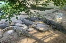 Pengadilan China Melelang...
