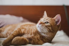 Jawaban Kenapa Kucing...