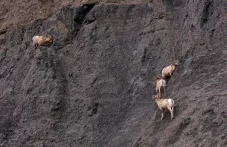 Kambing Misterius Ini...