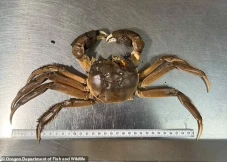 Spesies Kepiting China...