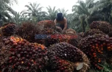 BPDP Bantu Anak Petani...