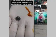 Viral Batu Kerikil Terjahit...