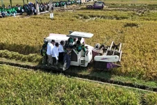Panen Raya Padi di Purbalingga,...