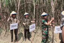 Petani Tebu di Budugsidorejo...