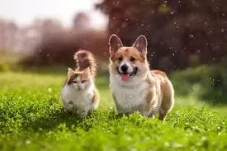 Anjing dan Kucing Berevolusi...