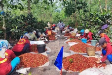 Harumnya Kopi Arabika...