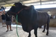 Berapa Harga Sapi Kurban...
