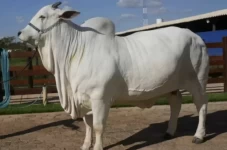 Harga Sapi Viatina-19...