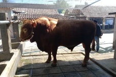 Sapi Kurban Presiden...