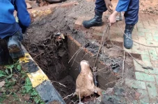 Sapi Kurban di Kemayoran...