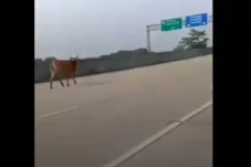Sapi Kurban Ngamuk,...