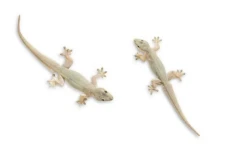 Benarkah Kotoran Cicak...