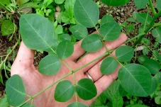 Daun Apa yang Bikin...