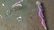 Karpet Ajaib Hidup Ditemukan...