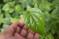 5 Daun untuk Asam Lambung...