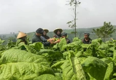 Temanggung Krisis Penjualan...
