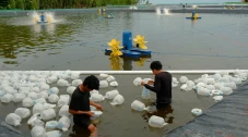 Babak Baru Tambak Udang...