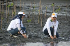 Peringati Hari Mangrove...