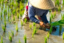Syngenta Edukasi Petani...