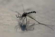 Kasus Chikungunya di...