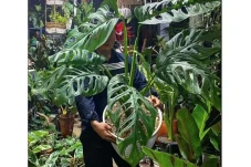 Rahasia Monstera Tetap...