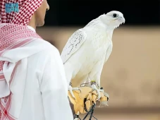 Elang White Pure Gyr...