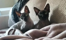 2 Ras Kucing Supermahal...