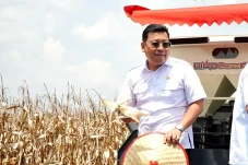 Panen Jagung di Sumsel,...