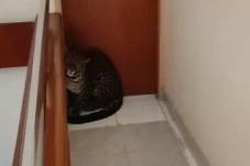 Gawat! Macan Tutul Masuk...