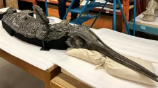 Inilah Dinosaurus Berjuluk...