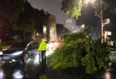 Pohon Tumbang di Depan...