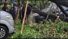 Lagi, Pohon Tumbang...
