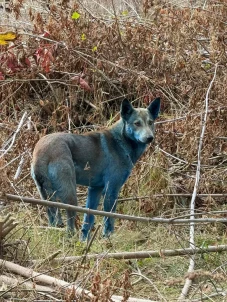Anjing Biru Telah Terlihat...