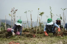 Investasi Hijau di Puncak...