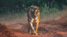 Perdagangan Harimau...