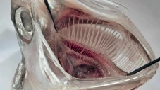 Filter Mulut Ikan Hilangkan...
