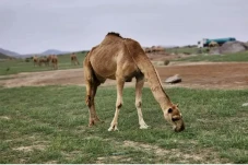 Ada-ada Saja, Arab Saudi...
