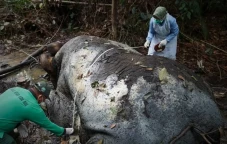 Gajah Sumatera Mati...