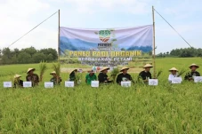 Panen Padi dan Tanam...