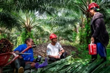GAPKI: Industri Sawit...