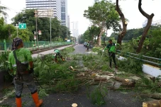 Pohon Tumbang hingga...