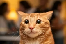 Pelihara Kucing Jadi...