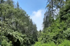 UNEJ Teliti Paku Pohon...