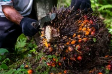 Traceability Sawit Jadi...