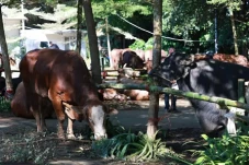 Prabowo Rutin Salurkan...