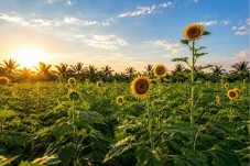 Manfaat Sunflower Oil...