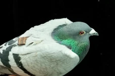 Burung Merpati Punya...