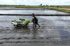 Kadis Pertanian Merauke:...